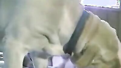 Zoophilia porno: zoo video online