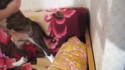 Women's dog sex: jav zoo porn
