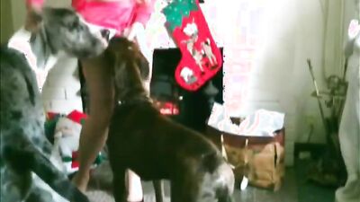 Dog girl porn: zoo sex 34