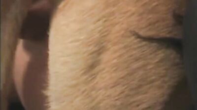 Gay zoo porn: shemale bestiality