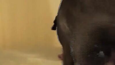 Dog pussy girls: dog day cat nap sex