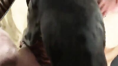 Zoo porn video: vintage zoo porn