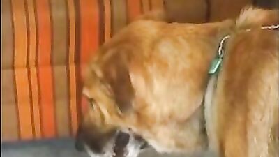 Bestiality xxx: zoo porn dog cum in mouth