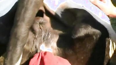 Teen dog sex: bestiality sex artofzoo