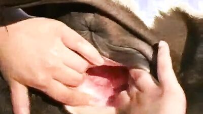 Teen dog sex: bestiality sex artofzoo