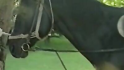 Animal dog sex: sex whites dog
