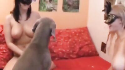 Dog get girl: big dog little girl