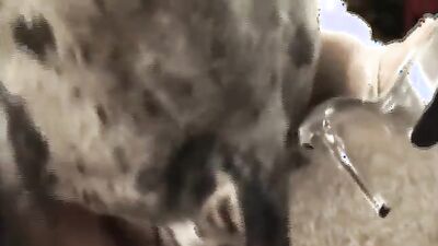 Dog porn video: dog x girl