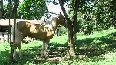 New zoo porn: zoo porno sex anal