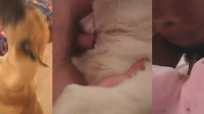 Porn comics bestiality: bestiality porn great dane