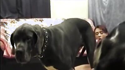 Zoo porn compilation: dog having sex with human