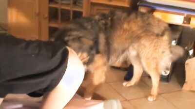3d dog sex: zoo sex web