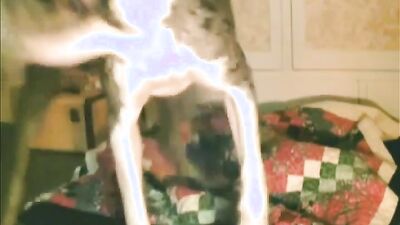 Bestiality horse: boy girl dog cat mouse