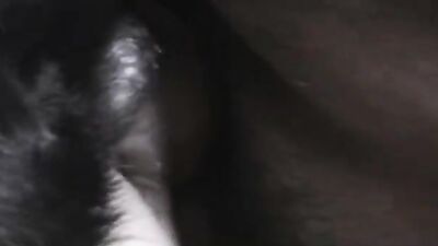 1 girl 5 dog: bestiality porn video