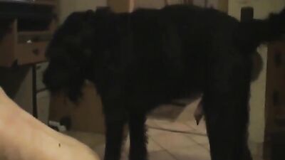Mimi dog porn: dog fucks girl home alone