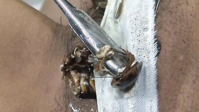 Bestiality horse: dog sitter dog porn
