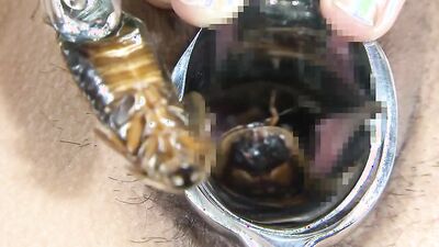 Bestiality horse: dog sitter dog porn