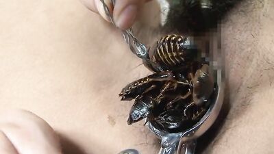 Bestiality horse: dog sitter dog porn