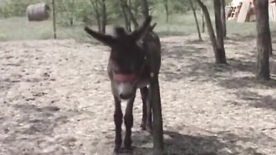 Bestiality sex id: porn video 18 dog