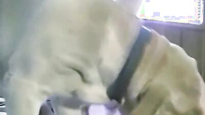 Zoo dog porn: zoo sex 2