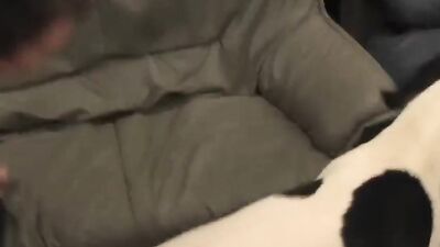 Dog pussy girls: hentai bestiality r 34
