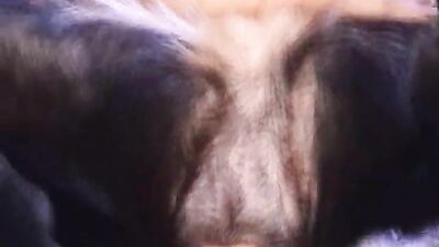 Bestiality sex id: asian bestiality