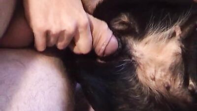 3d dog porn: zoo porn her first knot