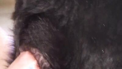 3d dog porn: zoo porn her first knot