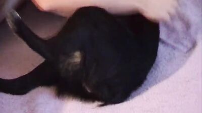 Zoo porn: silesto zoo video