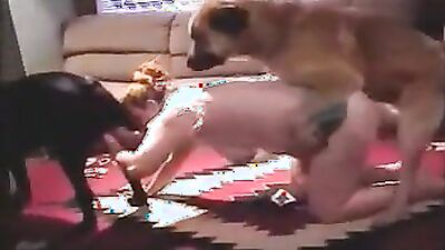 Art of zoo porn: dog ride porn