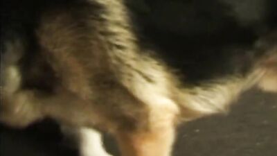 Animal porn: zoo porn dog kissing