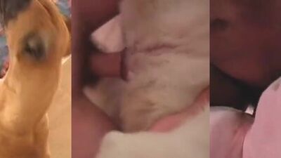 Animal cross porn: z zoophilia