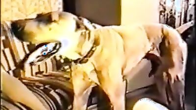 Bestiality: dog knotting anal girl