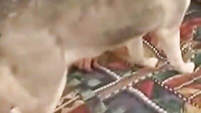 Porn bestiality: comics porno dog fuck girl