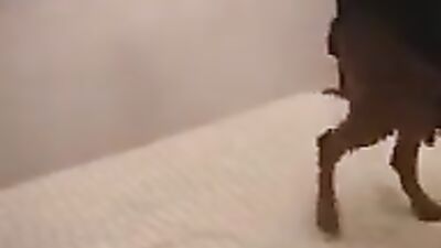 Zoo porn 2026: bestiality sex stories