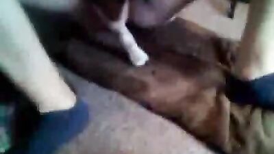 Dog porn video: lise zoo porn