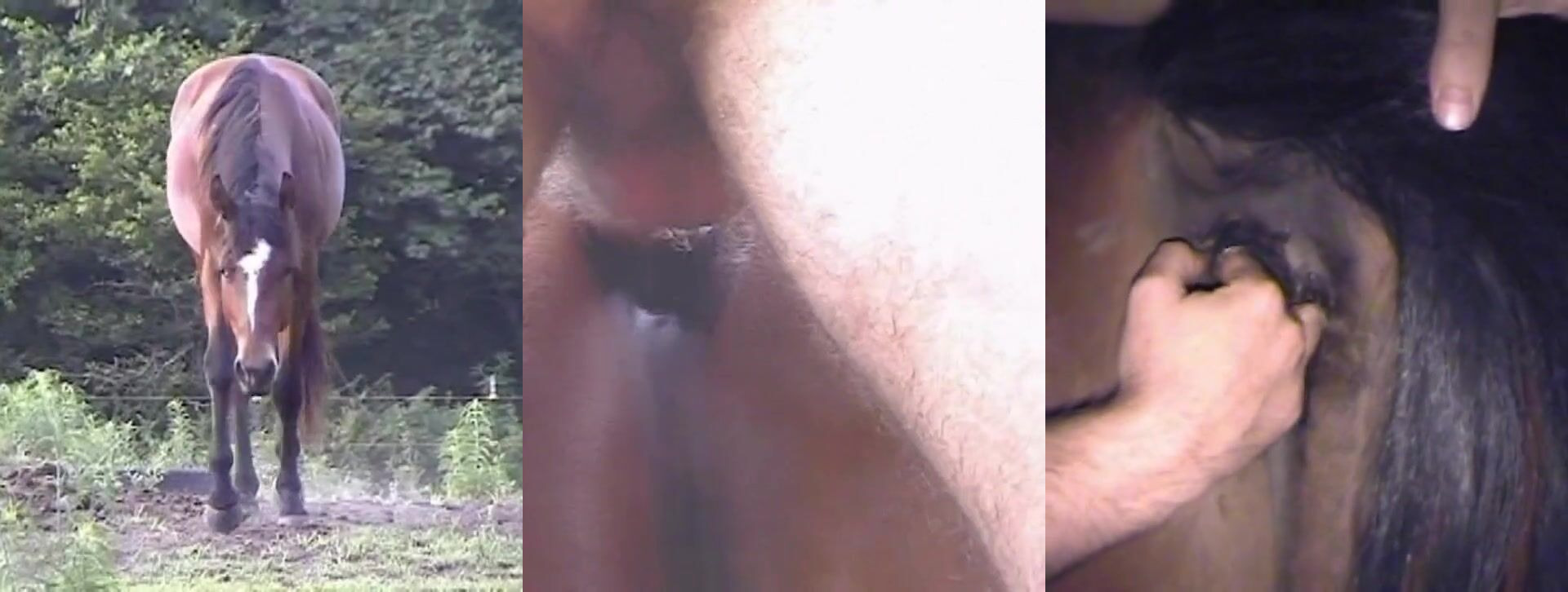 Dog fucking girl: zoofilia zoo sex