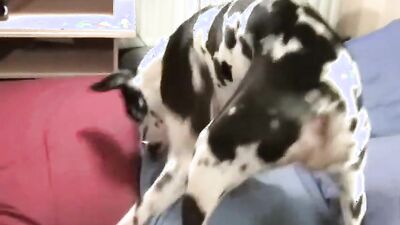 Dog porn video: big ass zoo porn
