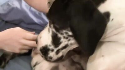 Dog porn video: big ass zoo porn