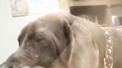 Dog sex video: mimi dog girl porno