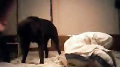 Girl dog video: porn turtle zoo