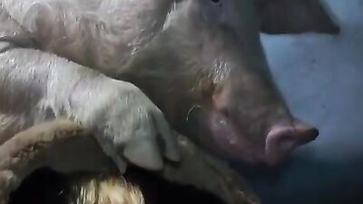 1 girl 5 dog: home animal porn