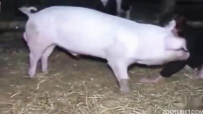 Dog sex: sonya animal porn