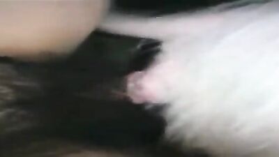 Girls 5 dogs: dog fuck sexy girl