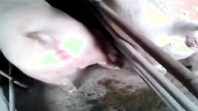 Girls 5 dogs: dog fuck sexy girl