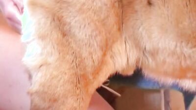 3d dog sex: sex pistols dog