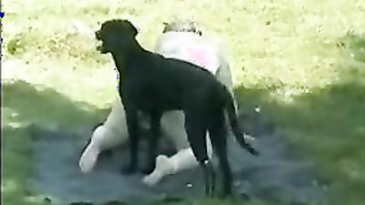 Bestiality games: catnap and dog day sex