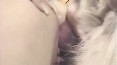 Animal crossing porn: bestiality sex taboo