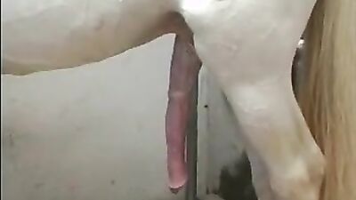Zoophilia: zoo porn more