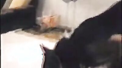 Animal dog sex: pregnant zoo sex